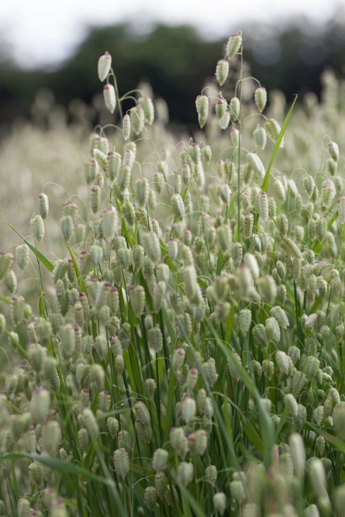 Briza maxima 'Quaking grass' - Image 2