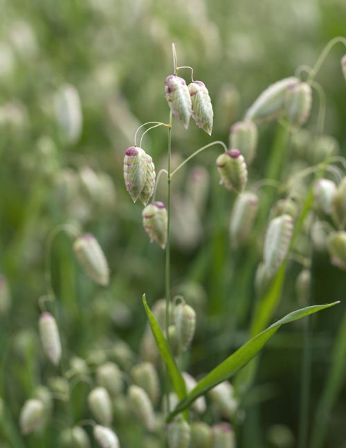 great quaking grass