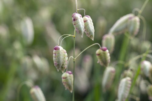 quaking grass