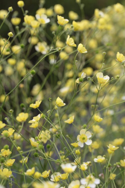 Ranunculus acris - 'Citrinus' - Image 2
