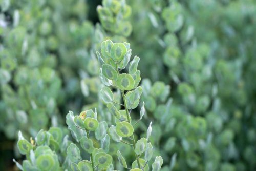 pennycress