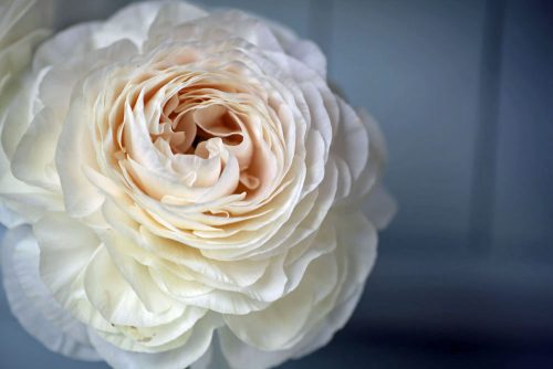 Ranunculus White (20)
