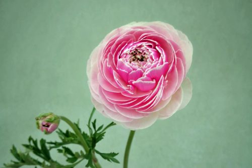 Ranunculus 'Porcelaine' (20)