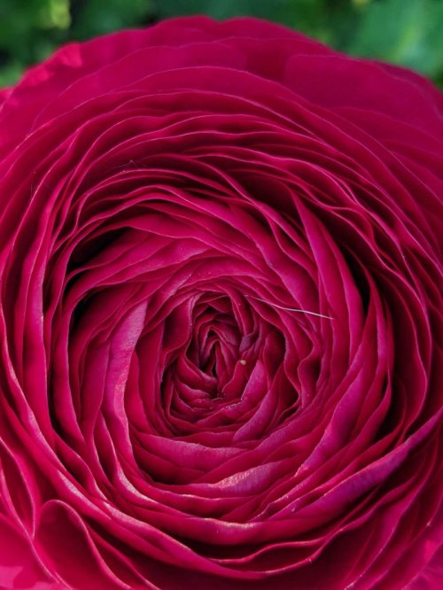 Ranunculus Carmine (20) - Image 2