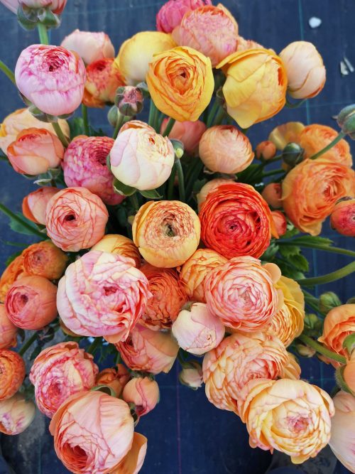 Ranunculus 'Champagne' (20) - Image 2