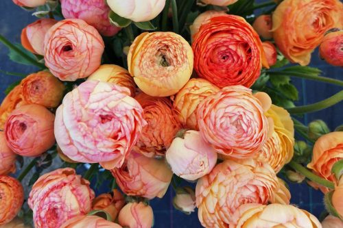 Garden to Vase - Ranunculus - Image 14