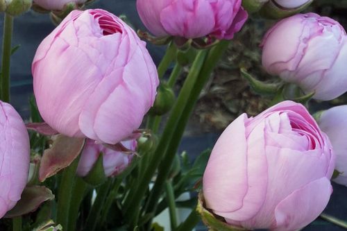 Ranunculus Marshmallow (20)