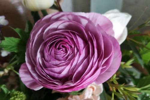 Ranunculus 'Purple Jean' (20)