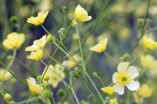 Ranunculus acris - 'Citrinus'