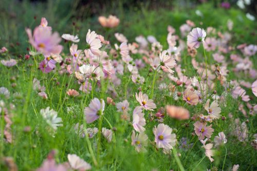 Flower Farming Masterclass - Autumn - Image 7