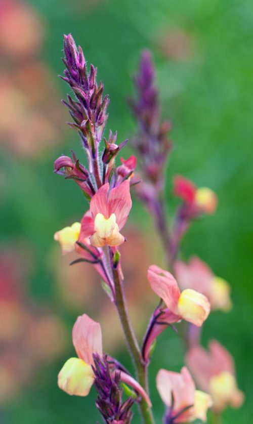 Linaria maroccana 'Licilia Peach' - Image 3