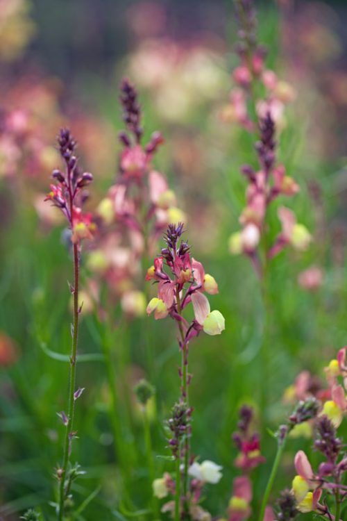 Linaria maroccana 'Licilia Peach' - Image 2