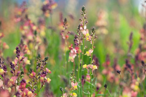 Linaria maroccana 'Licilia Peach'
