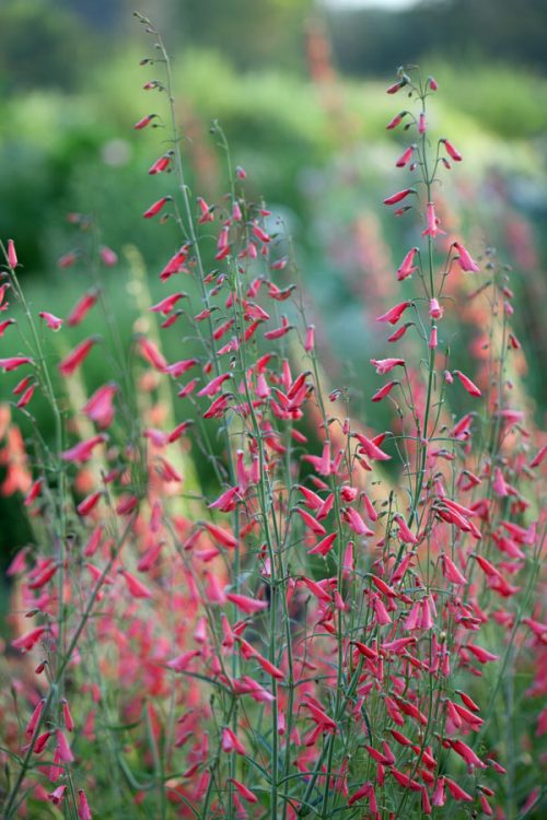 Garden to Vase - August Edition - Image 6