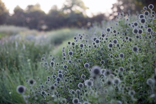Flower Farming Masterclass - Autumn - Image 4