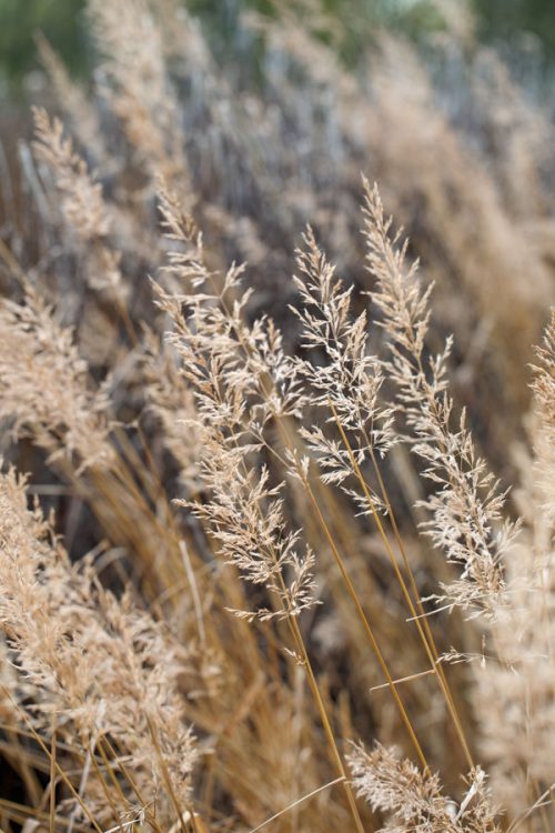 Calamagrostis brachytricha 'Korean Feather Reed grass' - Image 2