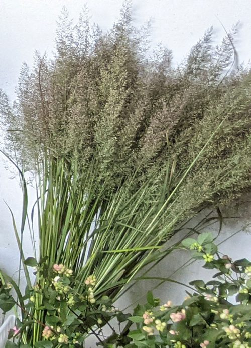 Calamagrostis brachytricha 'Korean Feather Reed grass' - Image 4