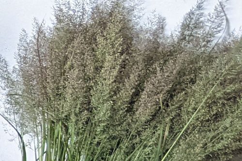 Calamagrostis brachytricha 'Korean Feather Reed grass'