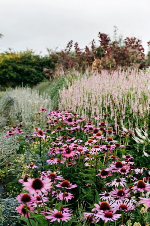 Inspiring Flower Photography with Éva Németh - Image 8