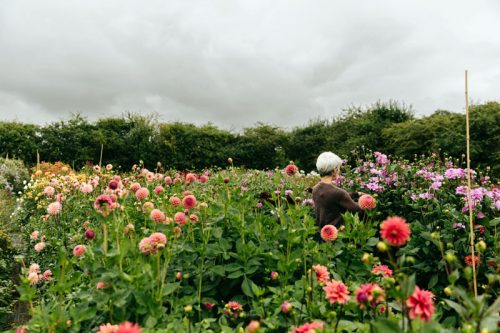 Flower Farming Masterclass - Autumn