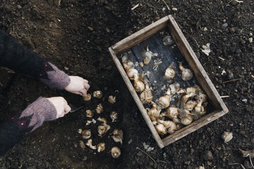 Flower Farming Masterclass - Autumn - Image 6