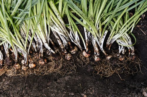 Flower Farming through the Seasons - Spring - Image 10