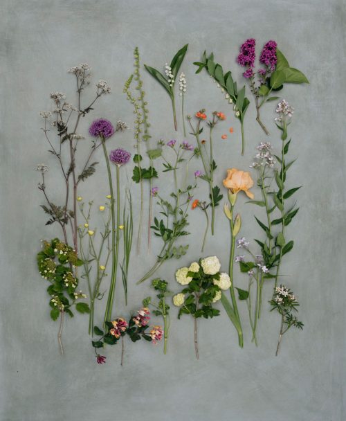 Inspiring Flower Photography with Éva Németh - Image 5