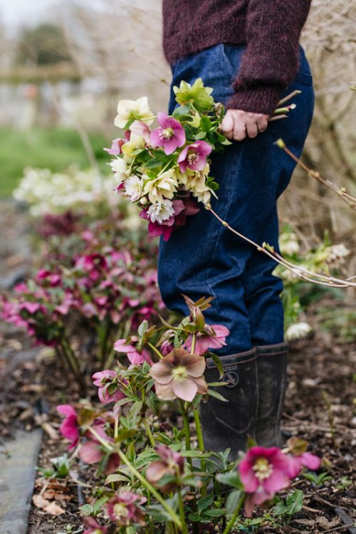 Grow Your Own Cut Flowers - Image 2