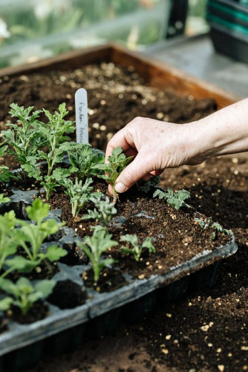 Flower Farming through the Seasons - Spring - Image 8