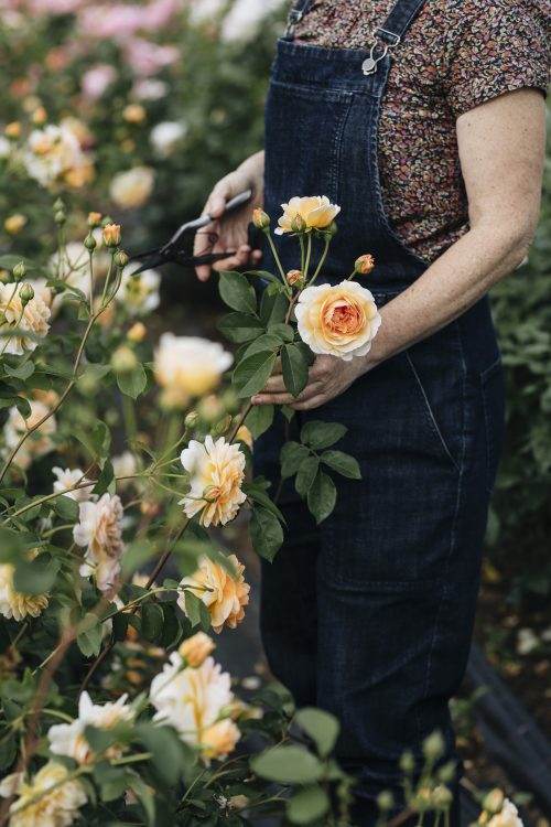 Inspiring Flower Photography with Éva Németh - Image 10