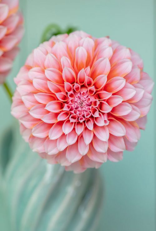 Garden and Flower Photography with Clive Nichols - Image 11