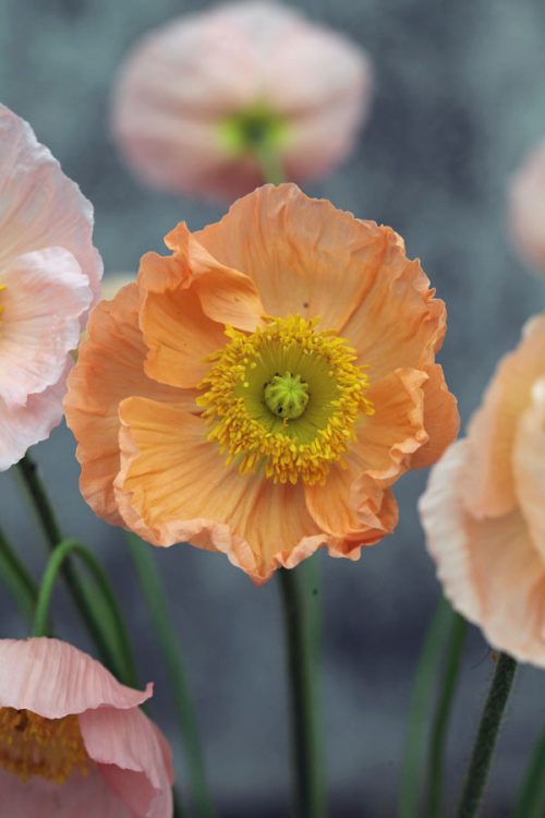 Flower Farming Masterclass - Summer - Image 10