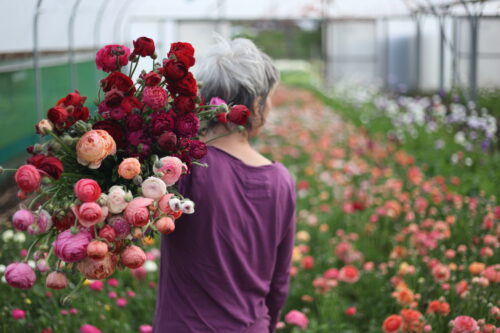 Flower Farming through the Seasons - Spring