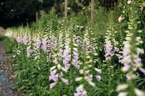 Flower Farming through the Seasons - Image 20