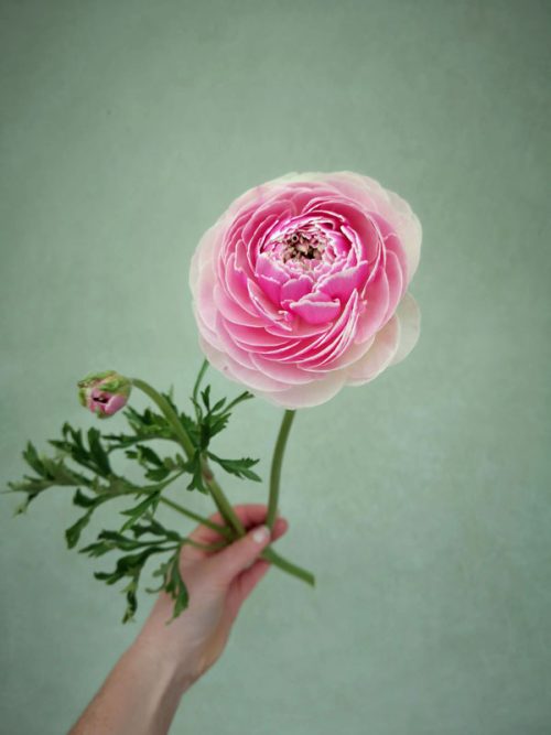 Garden to Vase - Ranunculus - Image 3