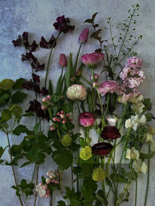 Ranunculus Violet (20) - Image 2