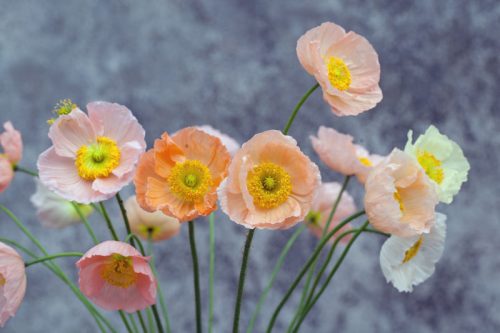 Grow Your Own Cut Flowers - Image 15