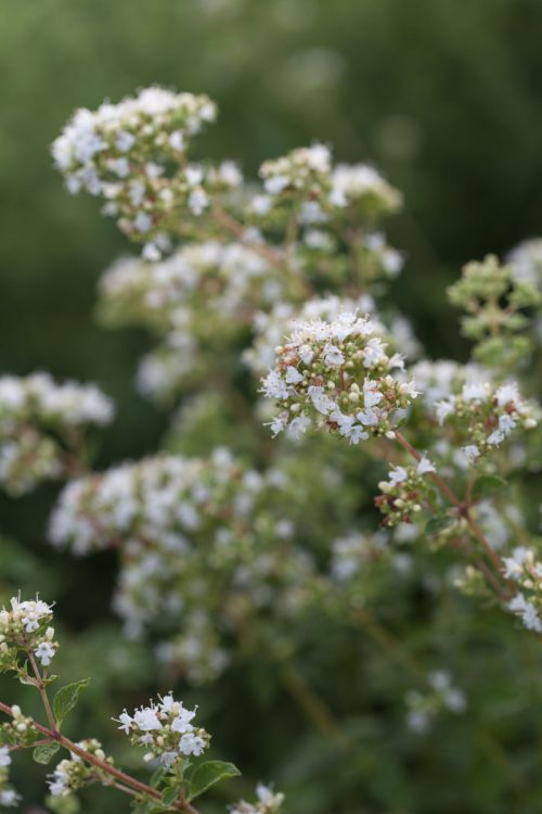 Origanum vulgare ssp. hirtum - Greek oregano - Image 2