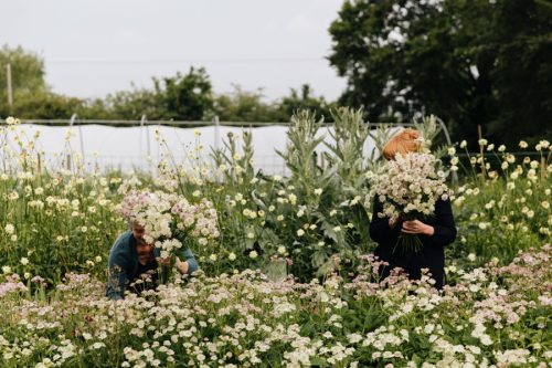 The Cut Flower Sourcebook - Image 7