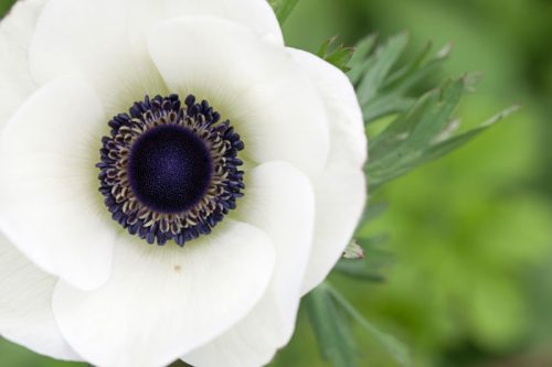 Anemone Galilee Plugs (5)