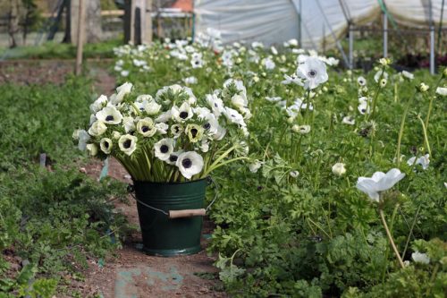 Anemone Galilee Plugs (5) - Image 3