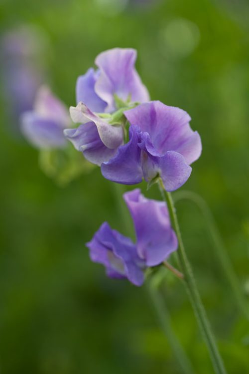 Lathyrus odoratus (Early flowering Sunshine Series) Mid Blue - Image 3