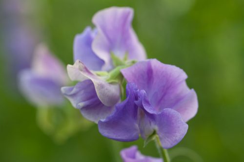 Lathyrus odoratus (Early flowering Sunshine Series) Mid Blue