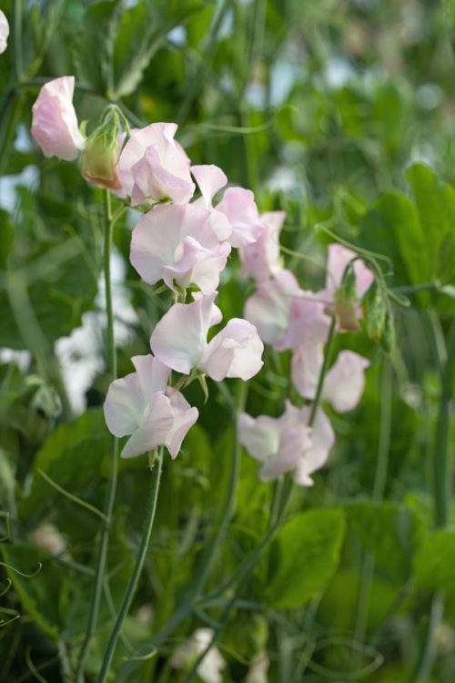 Lathyrus odoratus (Early flowering Sunshine Series) Blush - Image 3