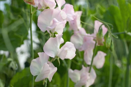 Lathyrus odoratus (Early flowering Sunshine Series) Blush