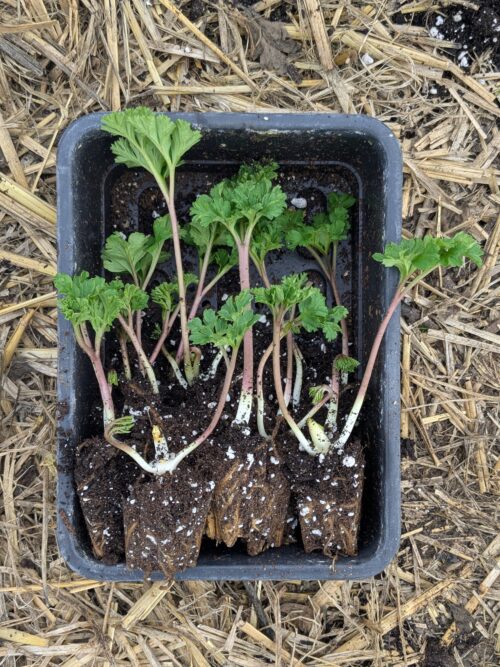 Anemone Galilee Plugs (5) - Image 6