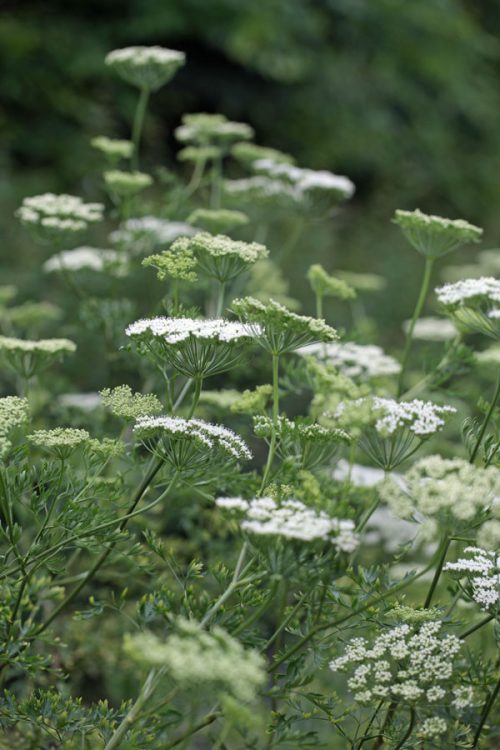 Cenolophium denudatum - Baltic parsley - Image 2