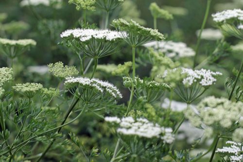 Cenolophium denudatum - Baltic parsley