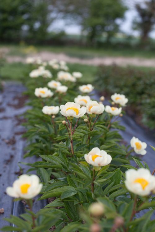 Garden to Vase - Peonies - Image 5