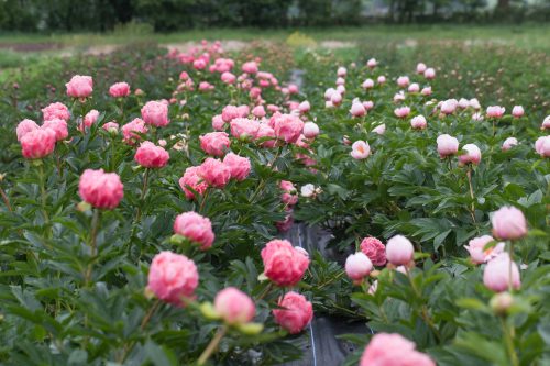 Garden to Vase - Peonies